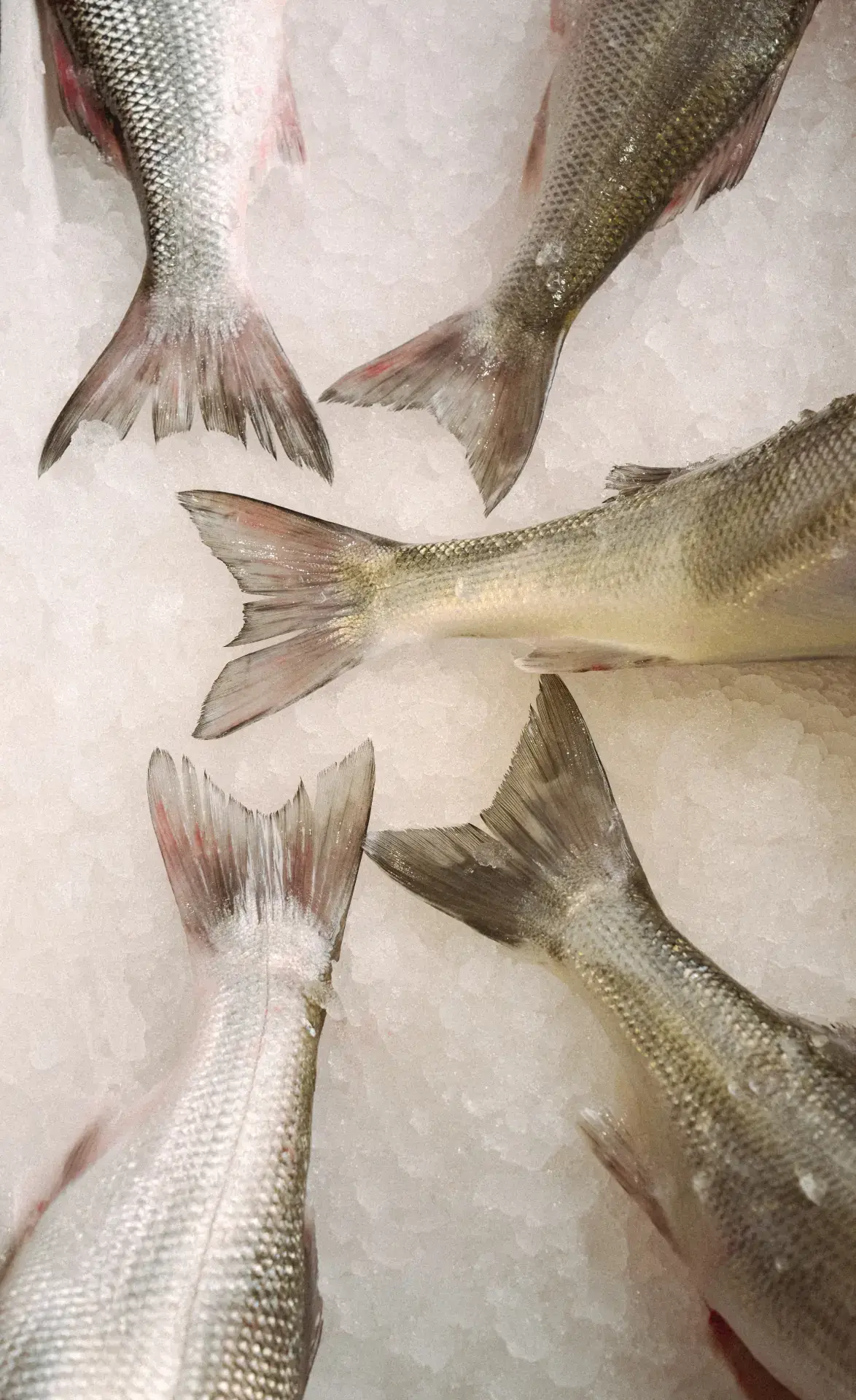 Seafood restaurant London — raw bar at Mazarine Mayfair